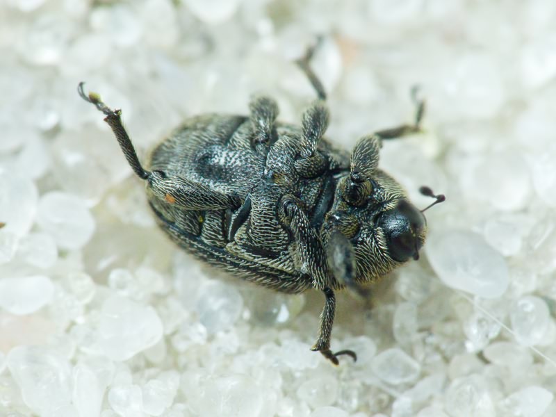 Rhinusa Stephens, 1831